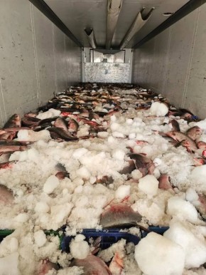 В Наримановском районе полицейские пресекли перевозку крупной партии немаркированной рыбы