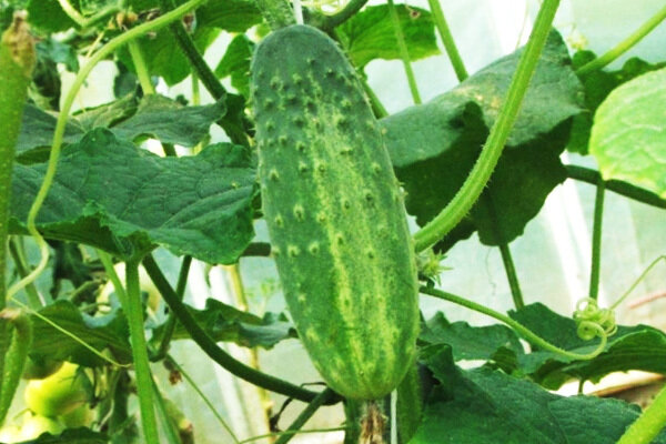 Огурец: удивительный овощ для здоровья и красоты