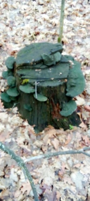 ��������� �����: ���������� ������� "������� �����������"