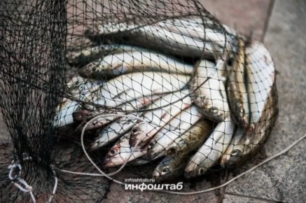 ������ ������������. ������������ ����� ��������, �������� �� ������ ������