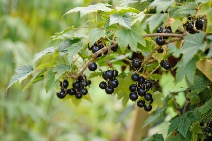 ��� �������� ������� ������ ��������� � ���������� ��� ����������� �������