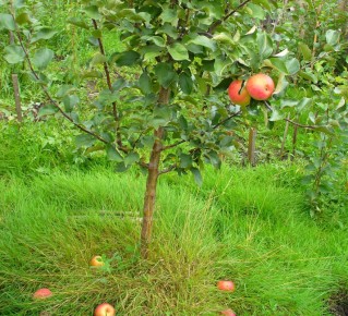 ������� �������� ����������: ��� ��������� ������������� �������� �������� � ����