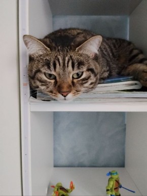 ������ �� 18 �����. � ��������� ������������ ���������� � ������������