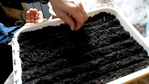 ��������� ���������� ����������� ���� �� ��������