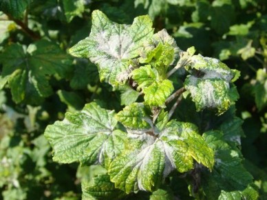 ����������� ������ ������ � ��������� ����� �� ���������