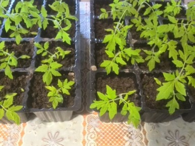 ������� ��������� ����������� �������: ����� � ��� ����� �������