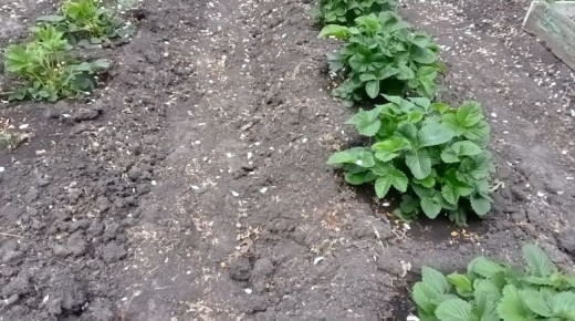 ������� �������� ������ ��������: ��� ��������� ������������� � ������ ����