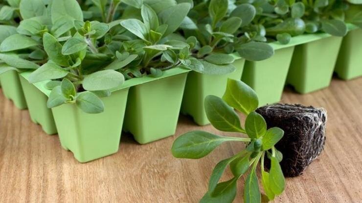 Секреты укоренения черенков однолетних цветов: полезные советы и эффективные технологии