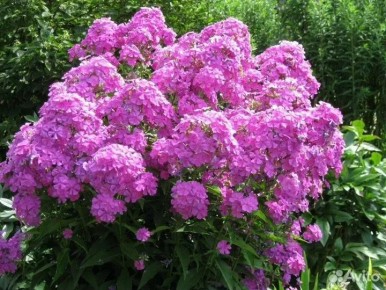 Август в саду: как ухаживать за цветами перед зимой