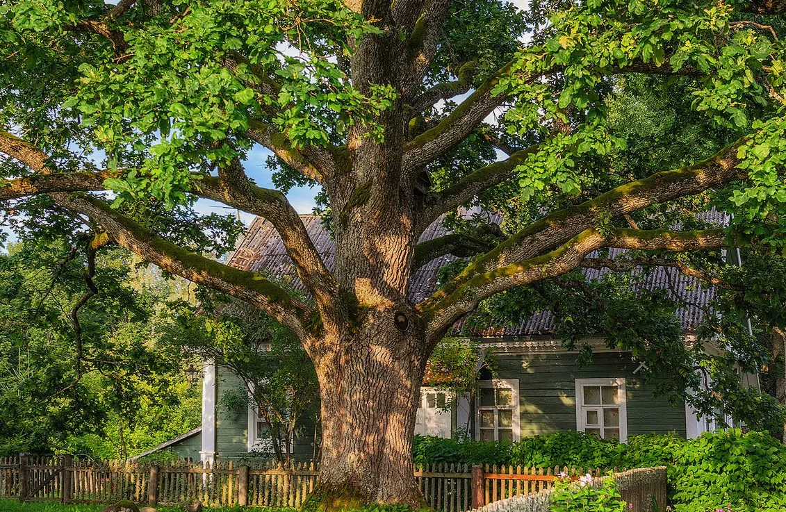 Опасные деревья: Почему стоит избегать этих шести видов на вашем участке
