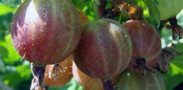 ��� ��������� �� ����������� ������