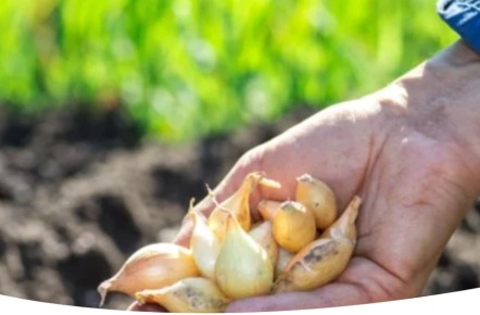 Секреты успешной подзимней посадки лука севка: от подготовки до ухода