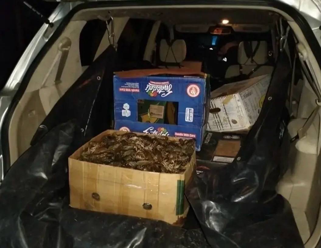 Дорожными полицейскими пресечена перевозка более 130 килограммов ракообразных