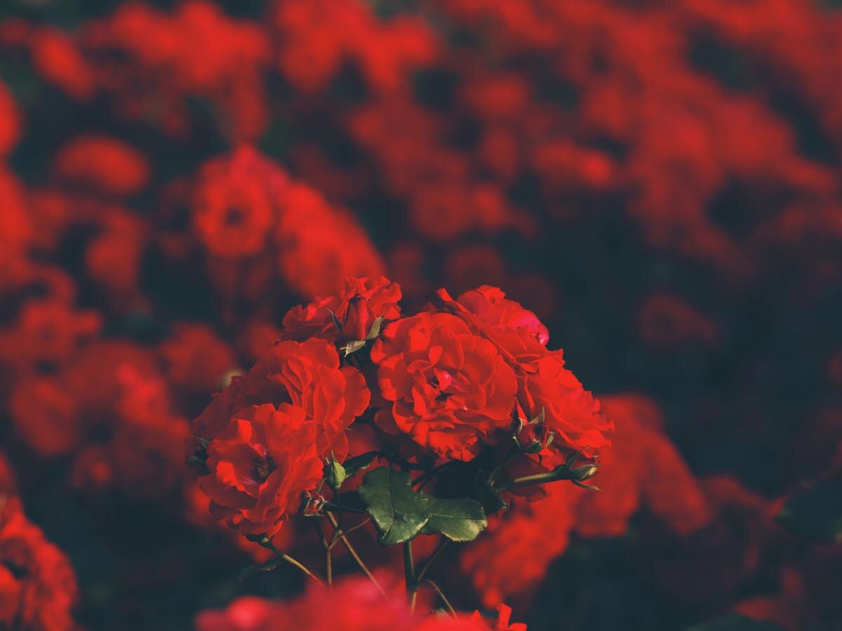 Секреты ухода за розами: как сделать ваш сад настоящим праздником