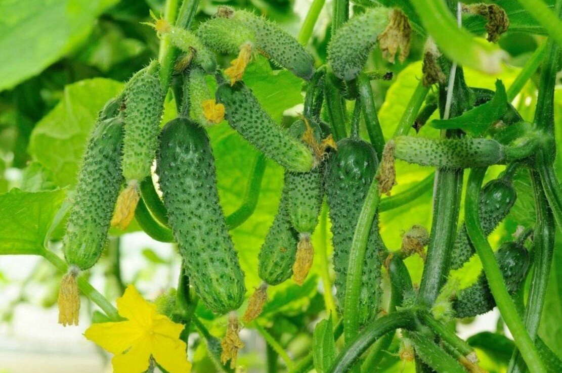 Секреты успешного посева пучковых огурцов в июле