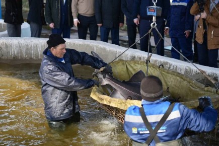 ���������� ������� ����������� ������� � ������������� ����������