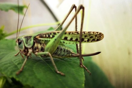 ����� ��� �� ��������. ��� �� ��� ������ ������ ������ ��������� �������