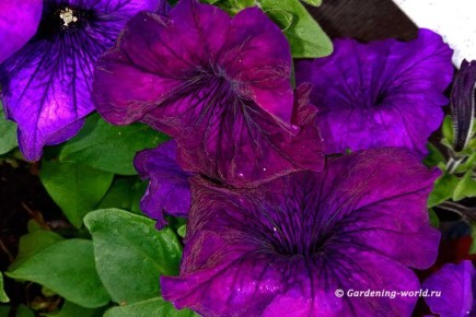 ������ ���� �� ����� �� �������� ����� �������: ������ ������