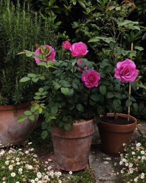 ������������� ���� ������������� ��� � ����������� ������� ������ ����