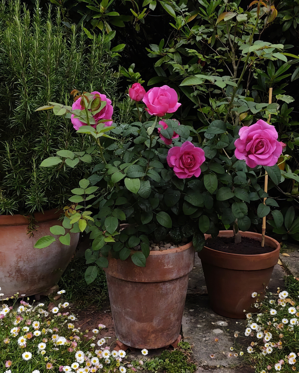 Нестандартные идеи использования роз в ландшафтном дизайне вашего сада