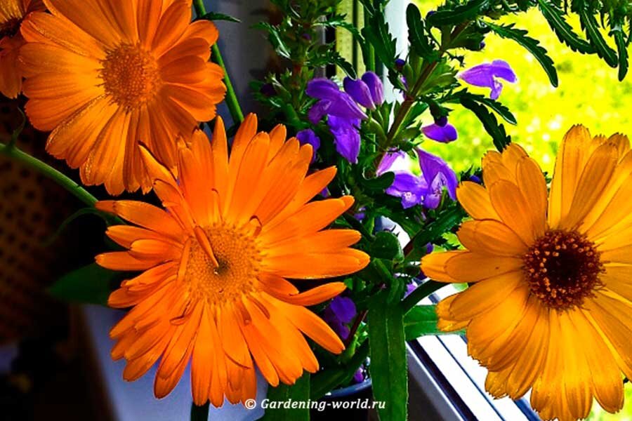 Пробуждающий аромат: уникальный травяной чай из календулы и мяты