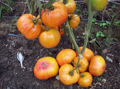 ��������� ����� �������: ������������ ������������� ������ ��� ������ �������