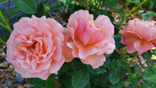 Как правильная обрезка роз преобразила сад и избавила от смущения