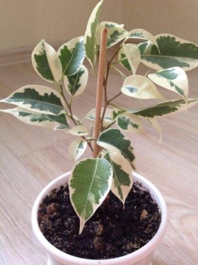 Как спасти фикус Бенджамина от сбрасывания листьев: простые советы