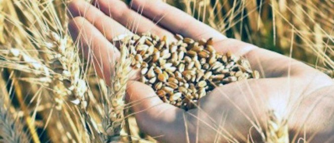 Ячменная каша: незаменимый элемент здорового питания