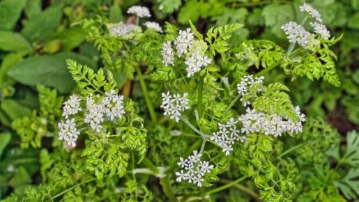 От апреля до июня: секреты успешного выращивания кервеля — французской пряности с уникальным ароматом