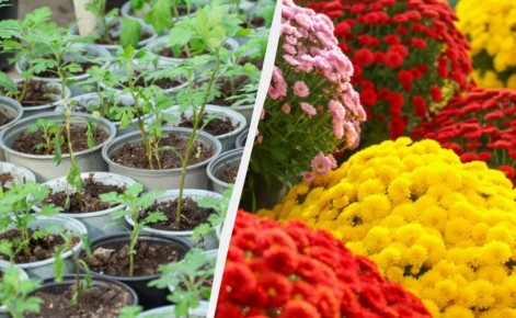 Как вырастить роскошную клумбу из одного куста хризантем