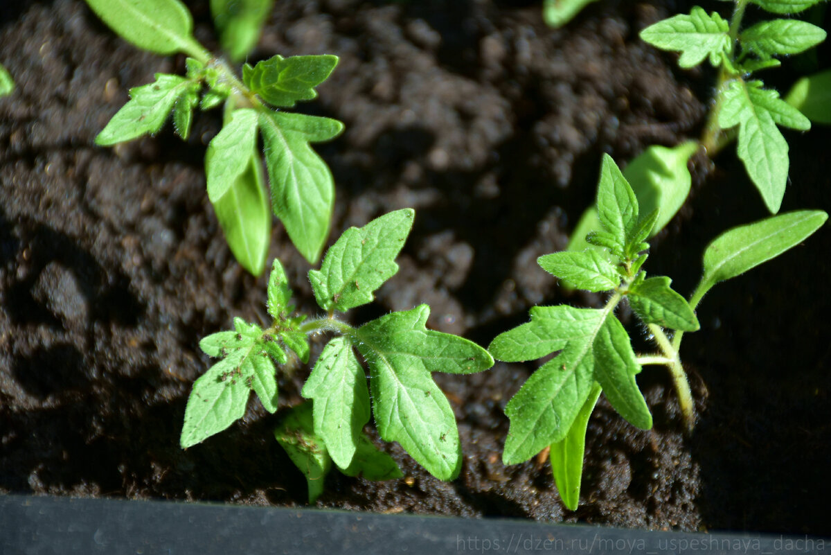 Ошибки при выращивании рассады томатов: как избежать распространенных проблем