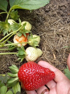 ����� ������ ��������: ����, ������� �������� ������ ���������