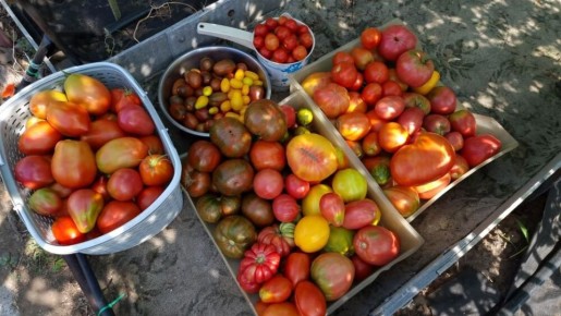 ����� �������, ������� �� ����������: ���� �����������