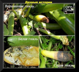 Ответы на вопросы садоводов: 20 советов для успешного дачного сезона