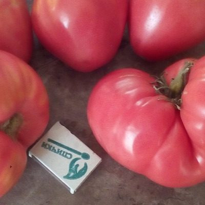 Томат Кардио: как вырастить удачный урожай сердцевидных плодов