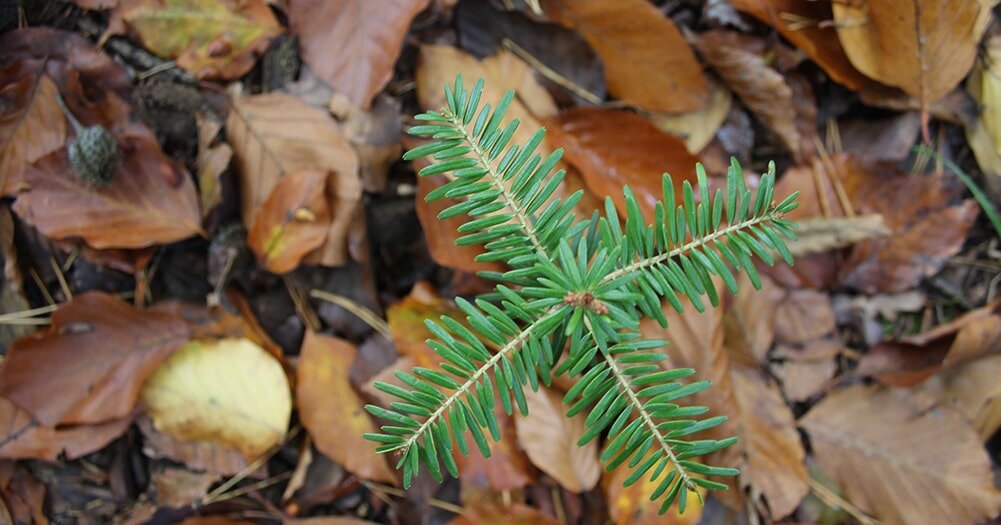 Как подготовить хвойные к зиме: советы по уходу