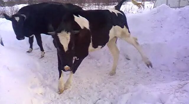 Как утихомирить строптивую корову: советы для фермеров