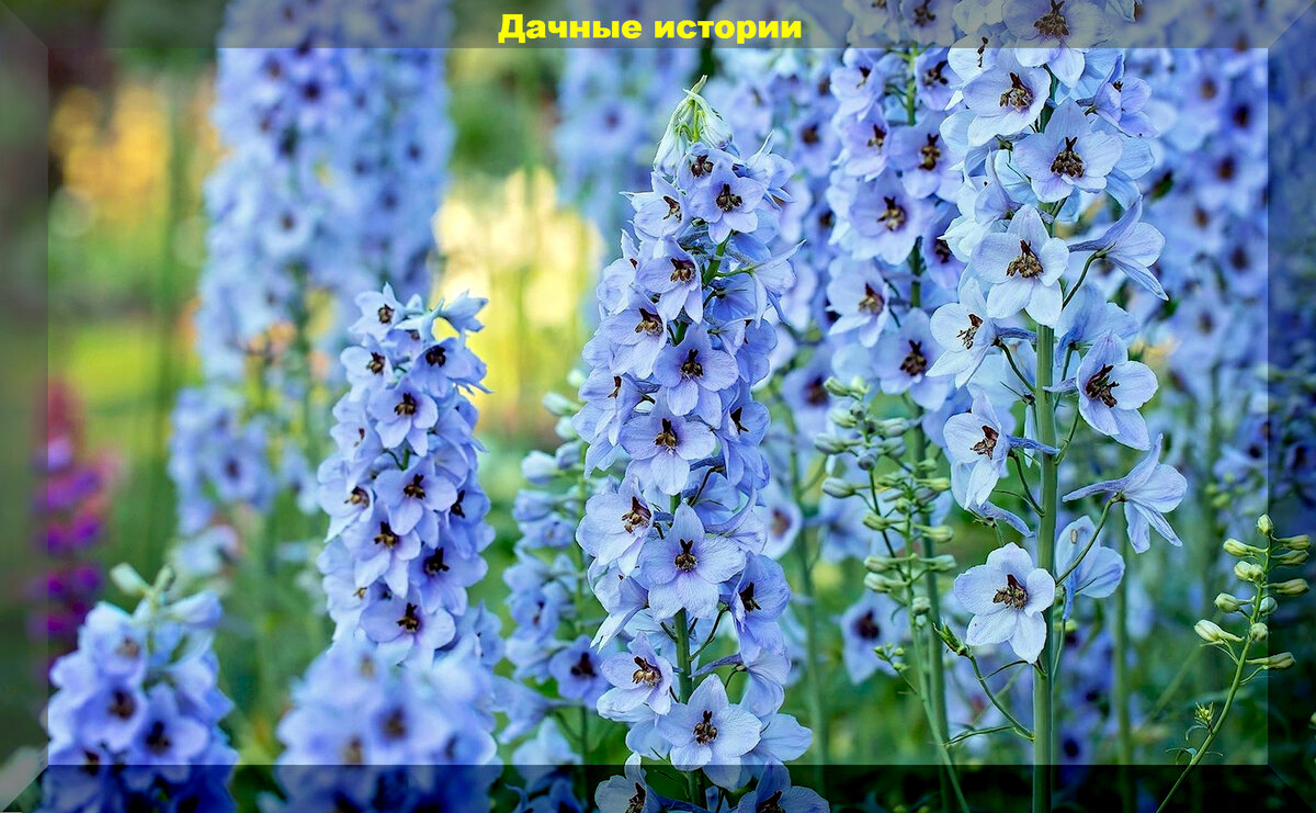 Секреты успешного выращивания дельфиниума: советы для дачников