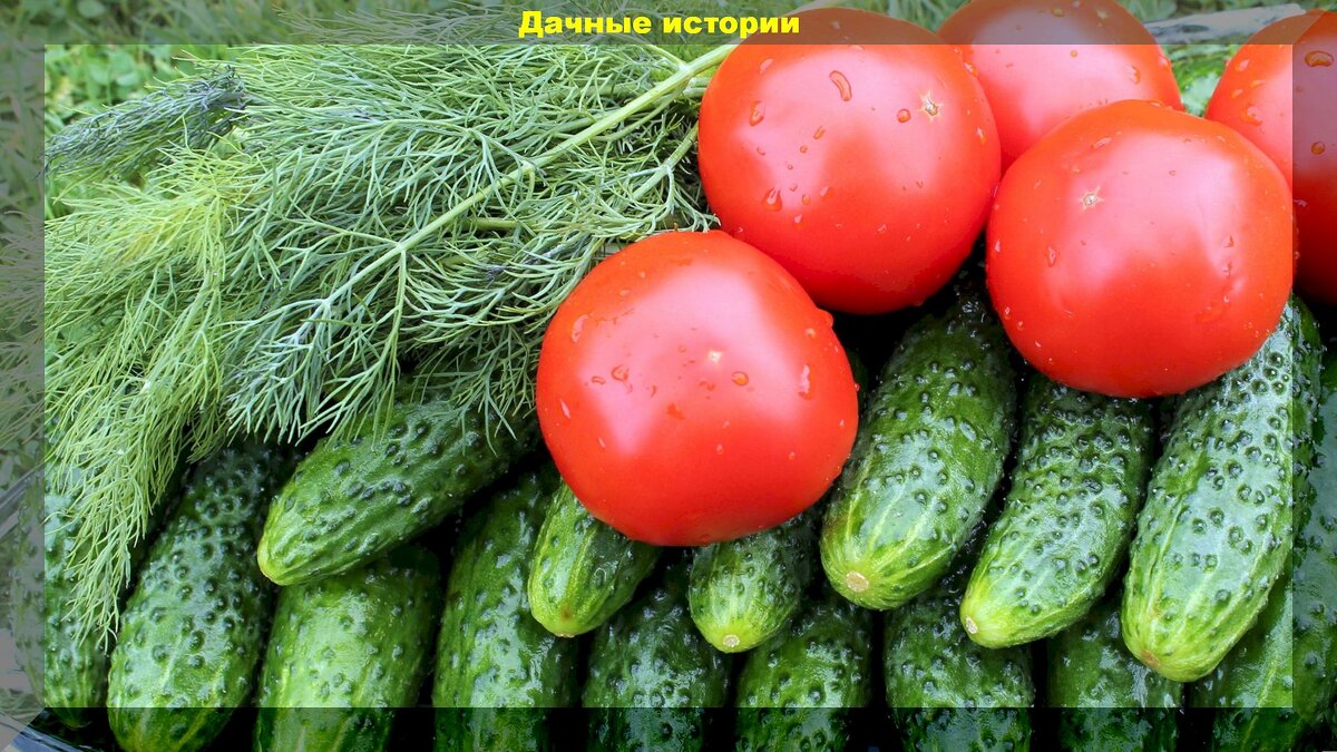 Огурцы и томаты, которые становятся легендами: как получить 40 килограммов с квадратного метра
