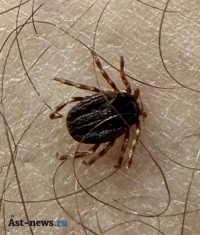 В Астраханской области зафиксированы первые укусы клещей в 2026 году