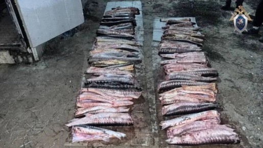 В Астрахани бывший государственный инспектор территориального управления Росрыболовства предстанет перед судом по обвинению в получении взятки