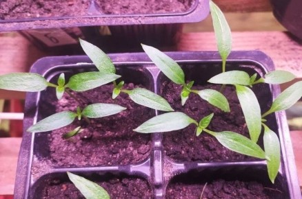 ����� � ��� ���������� ������� ����� ��� ��������� �����