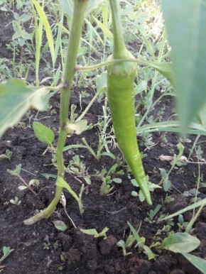 ����� ������ ����� ����������� ����������: ������� ������