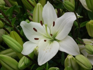 ����� ���������� � �������� ����: ��� ���������� �������� � ��������� ������ ���