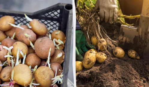 ��� ��������� ���������� � ��������� �������� ��� ������������� ������