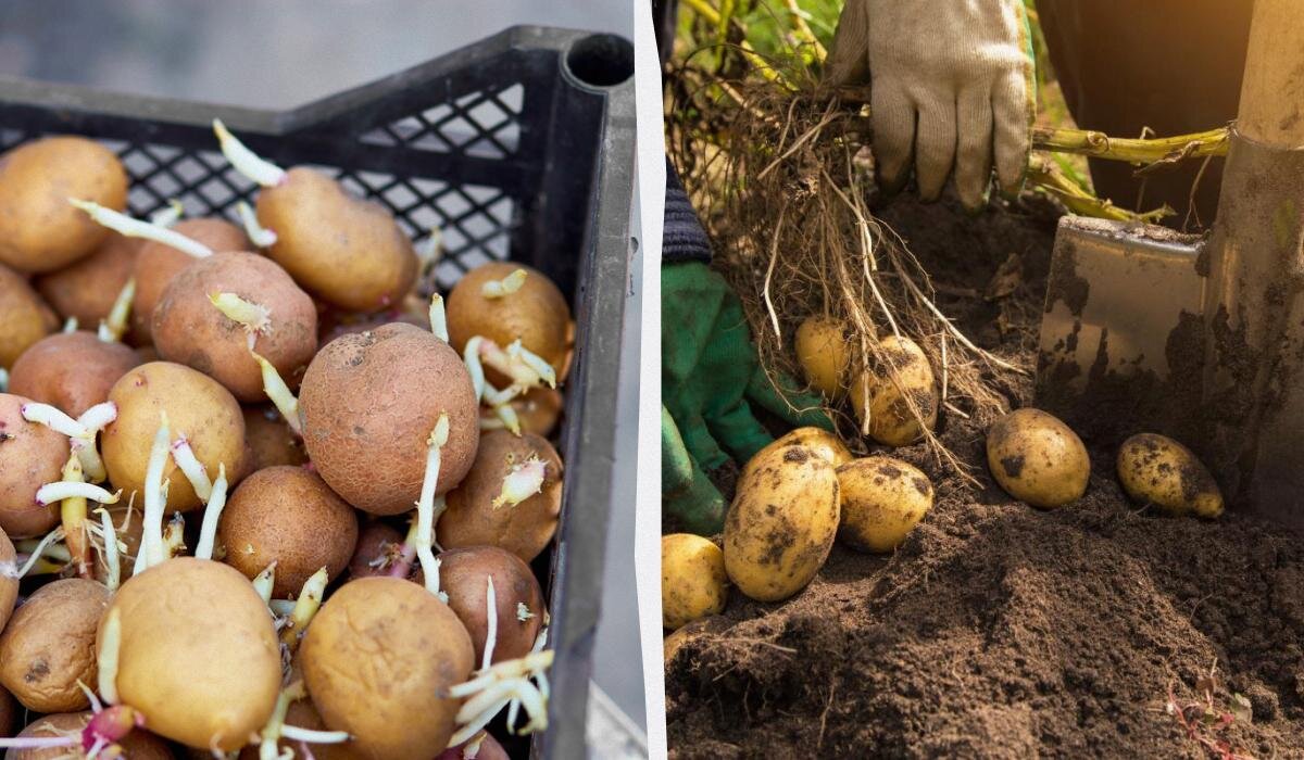 Как правильно прорастить и разделить картошку для максимального урожая