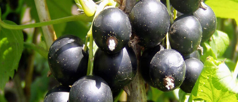 Уход за смородиной после сбора урожая: ключевые советы для будущего года