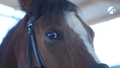 Астраханский предприниматель решил обогатиться на чужих лошадях