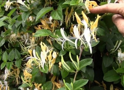 ��� ��������� �� ���������� ���������: ������� ��������� �����������